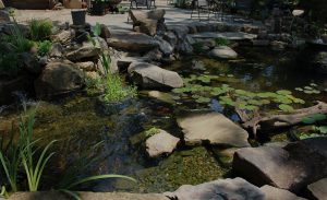 Custom Aquascape Ecosystem pond with koi fish and lilys surrounded by rock features and natural vegetation