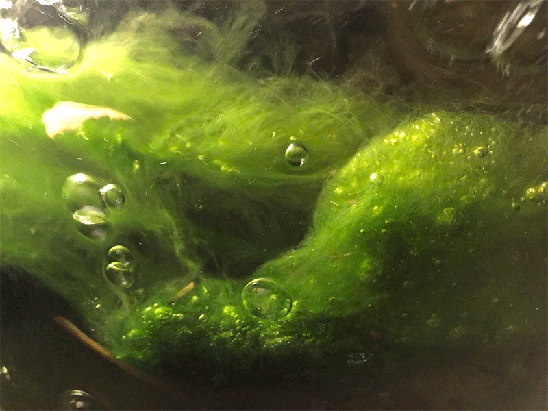 Pond maintenance - Algae close up, in Raleigh, North Carolina