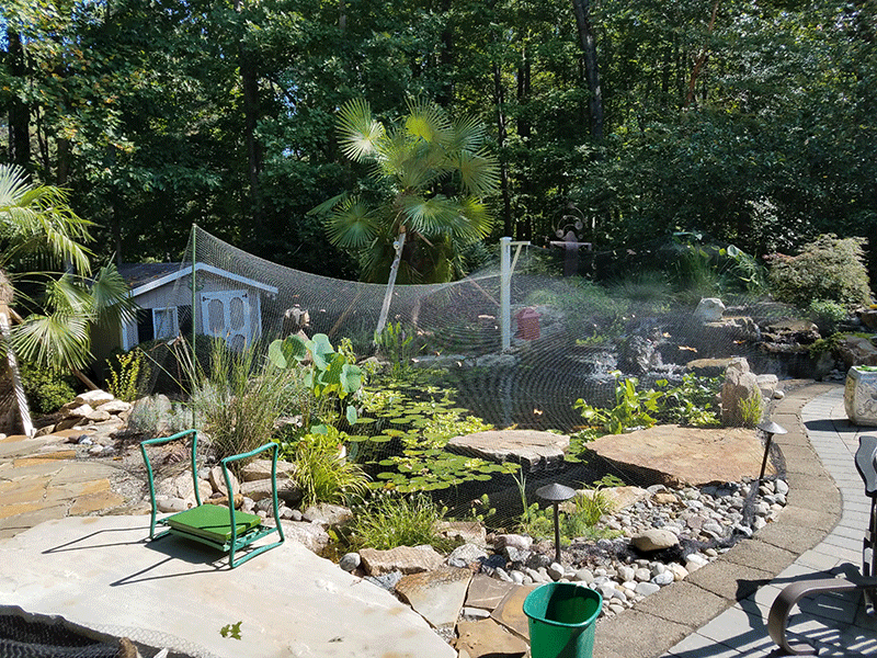 Netted pond in Wake Forest North Carolina