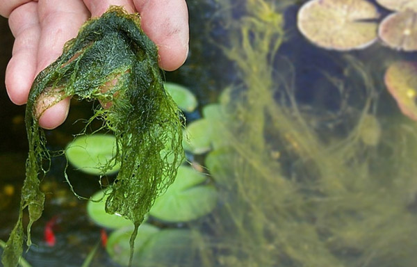 Pond maintenance, string algae removal and