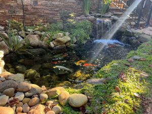 Ecosystem koi pond in Raleigh, North Carolina